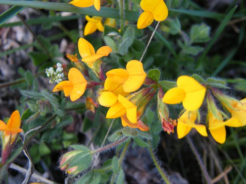 Lotus-Lotus corniculatus ssp. carpetanus.JPG